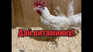 Витамины для кур, которые не фига не помогают! Смотри чтобы не купить фигню! Яйценоскости не будет!