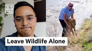 Baby Bison Put to Death After Park Visitor Interaction at Yellowstone