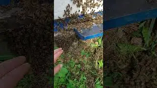 пчелы идут в улей #beekeeping  #shorts