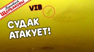 СУДАК, как собака, гоняется за ВИБОМ! Живая поклёвка СУДАКА. Подводные съемки