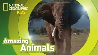 African Elephant 🐘 | Amazing Animals