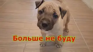Бойцовая собака гадит и писает в доме как отучить писать в доме Ам Стаффа