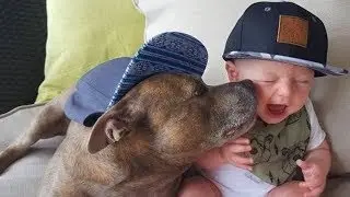 Pit Bull Protecting Babies and Kids Compilation