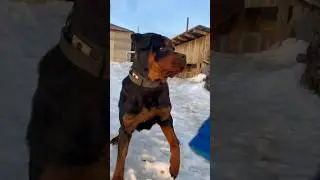 Тепло на улице #денисыч #ротвейлер #rottweiler #dog #funnyshorts #finnyvideo #funny