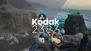 Kodak 2383 YYDS