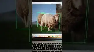 sheep detection #shorts #viral #shorts #pyresearch #python #computervision #opencv