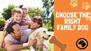 Choosing The Right Family DOG | Best for Kids | CONSIDER THIS | DOG BLOG 🐶 #BrooklynsCorner