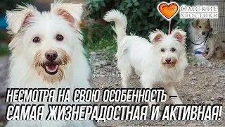 Несмотря на свою особенность – самая жизнерадостная и активная! | Дафни