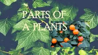 Parts of a plant