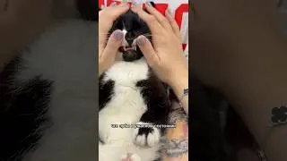 КОТ ЛОМАЕТ ЗУБЫ КАЖДЫЙ ДЕНЬ? 