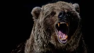 Aggredito da un orso in Abruzzo, laudio inviato alla moglie mentre fuggiva: «Mammazza! Ti amo»