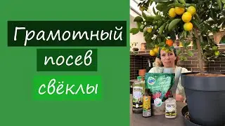 Грамотный посев свёклы