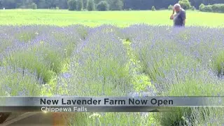 New lavender farm is now open in Chippewa Falls