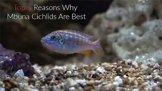 Top 5 Reasons Why Mbuna Cichlids Are Some Of The Best Fish To Keep...