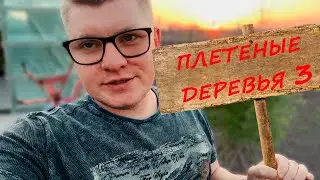 ЭТО ЧУДО! ПЛЕТЕНЫЕ ДЕРЕВЬЯ ИЗ СОРТОВОЙ ИВЫ. ЧАСТЬ 3. ДЕРЕВЬЯ ГОТОВЫ К ПРОДАЖЕ!