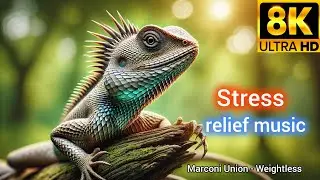 weightless music marconi Union p1 #music #stressreliefmusic #marconiunion
