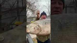 НЕЛЬМА - 30 кг ❗️ПИЛИМ НА СТЕЙКИ И СЛАБОСОЛИМ 