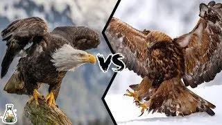 BALD EAGLE VS GOLDEN EAGLE - Which is more powerfull?