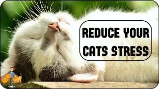 7 Simple Steps to Reduce Stress in Cats