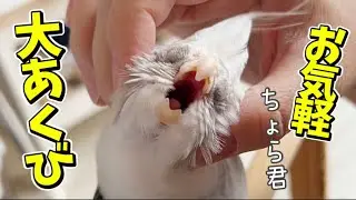 呑気に気楽に生きるオカメインコそら君の毎日