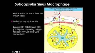 B cell activation