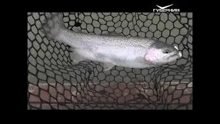 Ловля форели в Хрящевке. Рыбацкое счастье