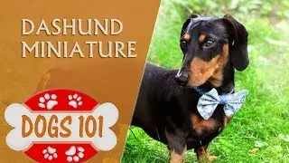 Dogs 101 - MINIATURE DACHSHUND - Top Dog Facts About the MINIATURE DACHSHUND