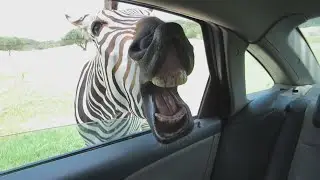 YOUR week MUST START with the FUNNIEST ANIMALS! - Try NOT to LAUGH