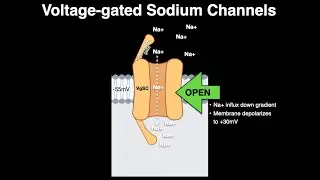 Voltage gated Na channels