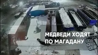 Медведь побегал по территории предприятия  на Марчеканском шоссе в Магадане
