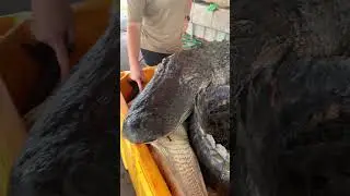 Louisiana Alligators!!! Swamp People!!! Bayou Life!!! Cajun Living!!!