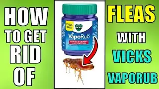 How To Get Rid of FLEAS With Vicks Vaporub