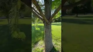 Bald Cypress- Deciduous Conifer