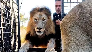 Moving Day Extra Scenes | The Lion Whisperer