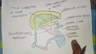 EPITHALAMUS Anatomy