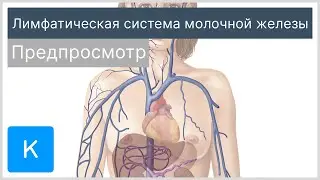 Лимфатическая система молочной (предпросмотр) - Анатомия человека | Kenhub