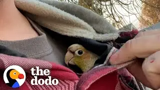 Guy Surprises His wife With A Rescue Bird | The Dodo