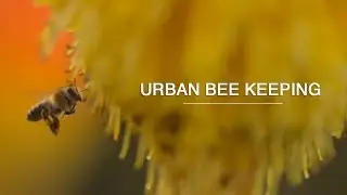 Urban Bee Keeper