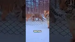 Тигр размером с медведя 🐅🐻 