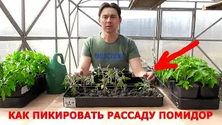 Как правильно и когда пикировать рассаду помидор/томатов 2020