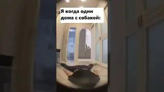 Я когда один дома с собакой: 