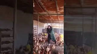 🐓🐓Повелитель Курей🐓🐓 