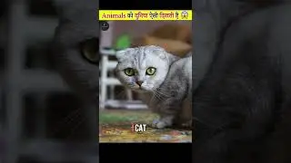 जानवरों को दुनिया ऐसी दिखती है 😱 | How Animals see the World #shorts #factsmine