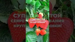 Выращивание крупной и сладкой клубники - это проще, чем вы думаете!🍓 