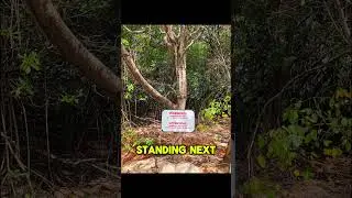 The World's Most Dangerous Tree
