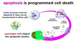 Apoptosis: Programmed Cell Death