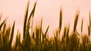 ЗАКАТ в ПОЛЕ Футаж
