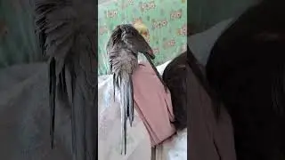 Вот что бывает ,когда заводишь попугая 🦜