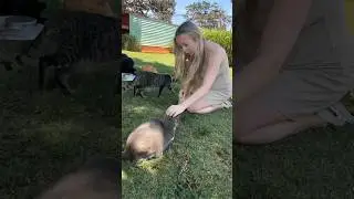 We went to a CAT ISLAND sanctuary! 🥹❤️ 