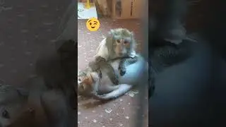 день лени!☝️😉🤗#обезьяна #animals #животные #monkey #зоо #monkeyhome #питомцы #любимки